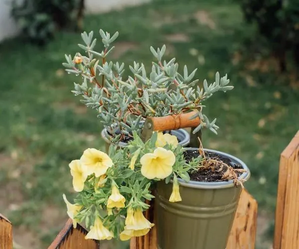 Casa Ti Carolina Feriehus